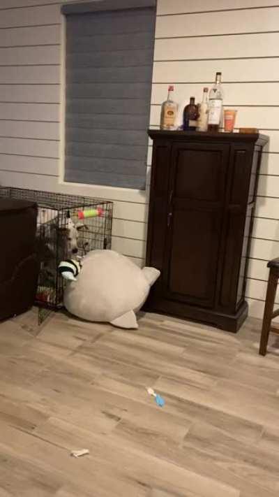 Fezzik got a new toy