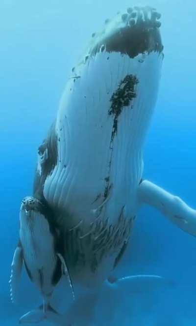 Momma whale with its calf