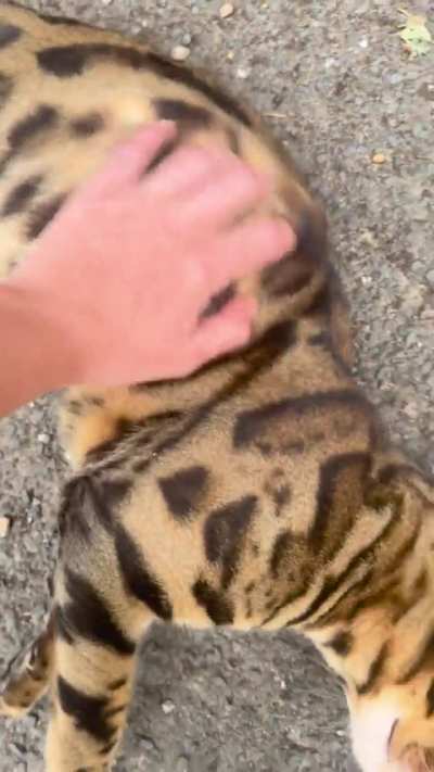 Met the most beautiful cat in an alley near my house