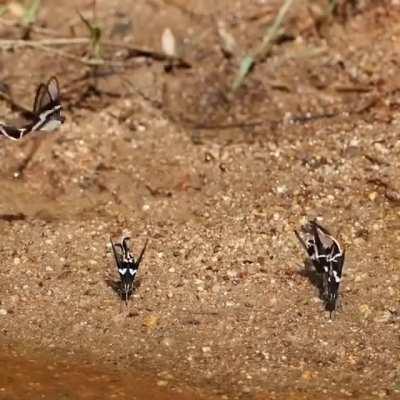 Dragontail Butterflies🔥