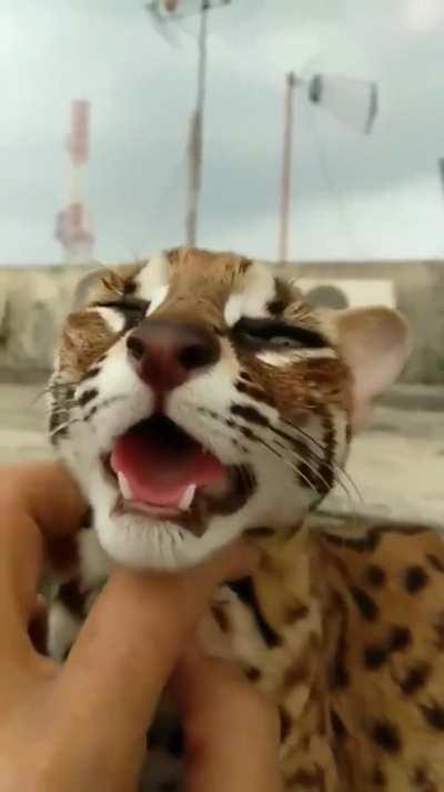 Ocelot loves scratches
