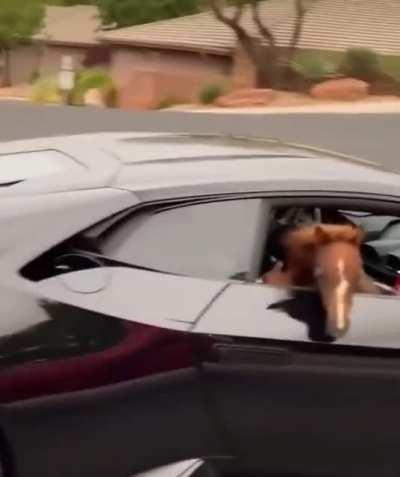 Когда выгуливаешь своих лошадей