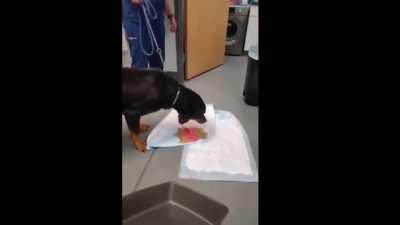 This dog swallowed a dildo and throws it up at the vet's office