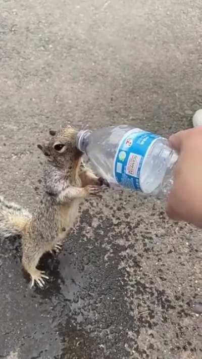 Helping a squirrel drink a bottled water to quench the thirst.
