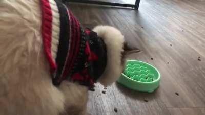 To slow down the cat