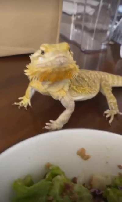 Bearded dragon has never experienced such disrespect.