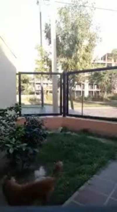 Grababan un video y se armo una pelea de perros