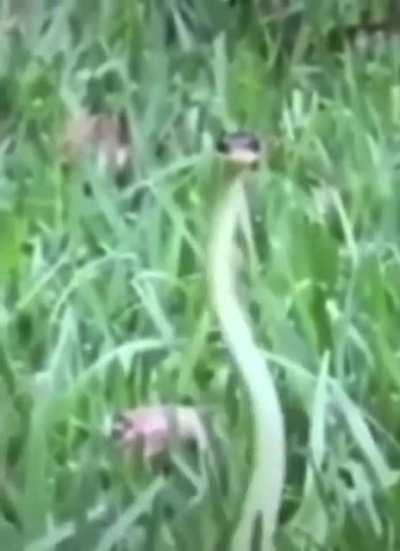 This makes me so happy for no reason :)