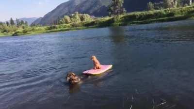 Big dog rescues little dog from floating away