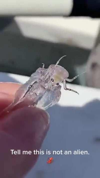 Strange creature caught by a fisherman