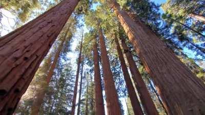 Lemon tek with the giants