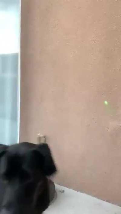 My Dane is a cat at heart