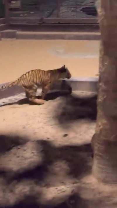 Sneako almost gets mauled by a tiger 