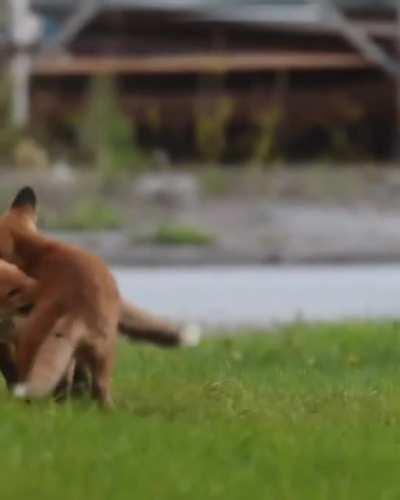 playing time for 2 fox