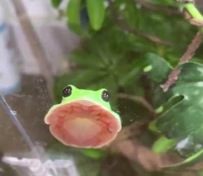 Thanks I love squishy frog feet