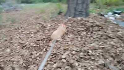 Leaf Pile Zoomies