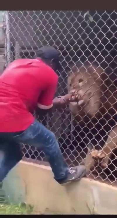 Man loses finger after taunting the lion