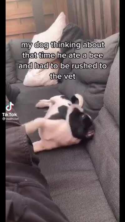 Puppy with Bee trauma