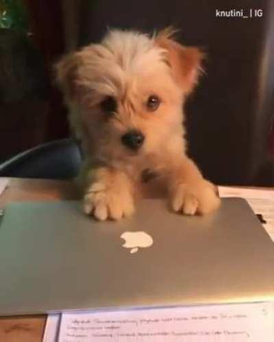 Staph working and play wif me!