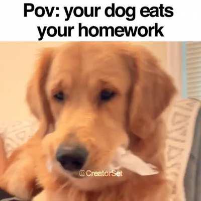 POV: Your dog eats your homework
