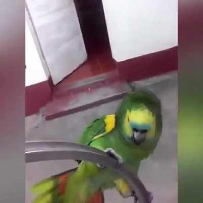 Ahora también se adoctrinan loros!