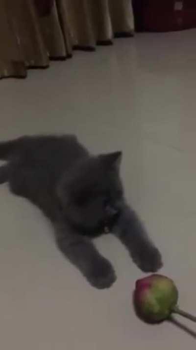 I haven't laughed this hard in a while.