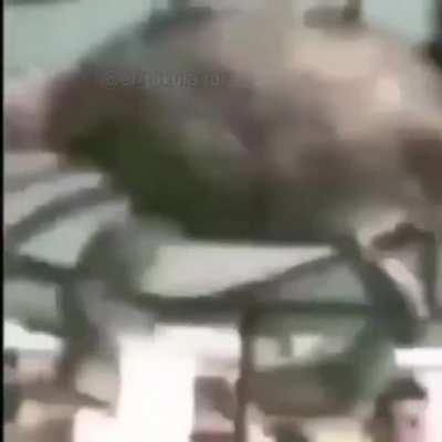 Um siri fazendo barra ao som de rock balboa