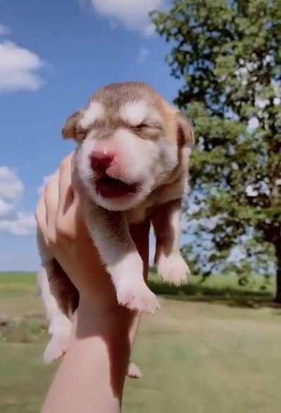 Tiny baby awooos! Oh my heart!!