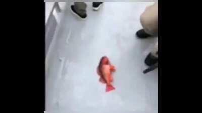 Cursed_fish