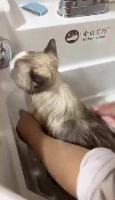 (OC) My fluffy little Marshmallow went for a bath at the groomers and they sent me this