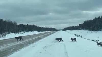 🔥 Large lynx family crossing the road in Manitoba 🔥