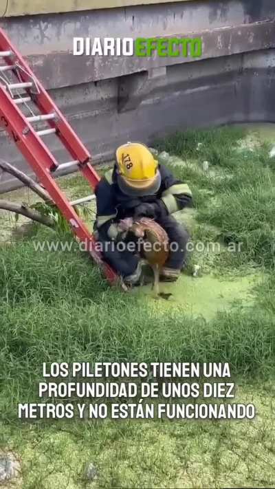 Así fue el rescate del felino que se había caído al piletón de José C. Paz