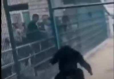 muca antes das lives