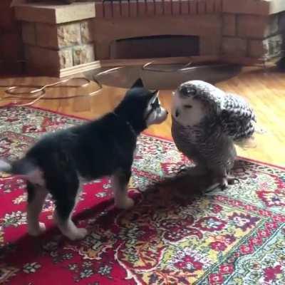 The Husky puppy had his first kiss..