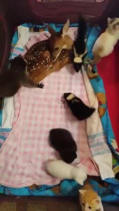 Baby Animals Variety Pack