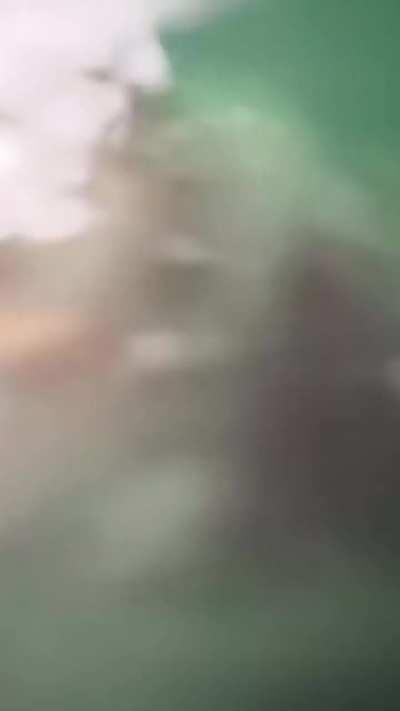 STOP. 🦁 99% WILL SCROLL