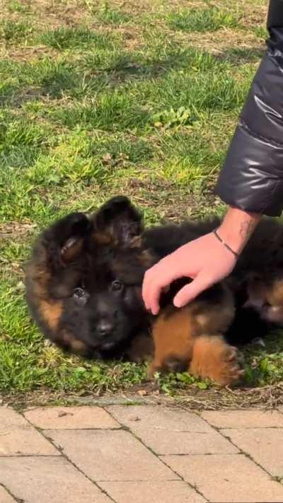 The perfect puppy does exist 