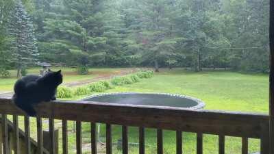 Rain and Misfortune (cat)