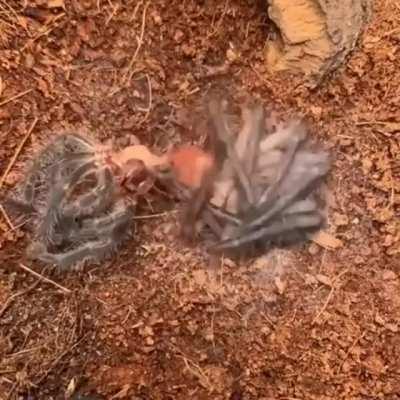 Thanks I hate spider shedding (original by u/sanelib)