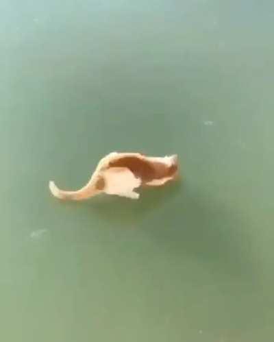 What is this fuckery