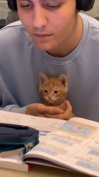 First year university Kitty studying physics while human listens to music
