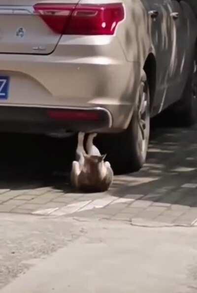 What a hilarious cat！ 😂😂