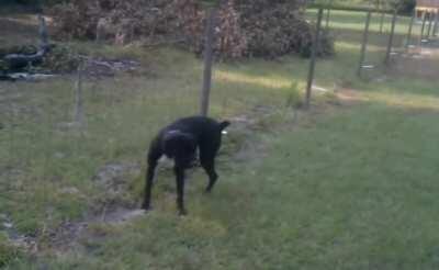 WCGW ife you peeing on a electric fence