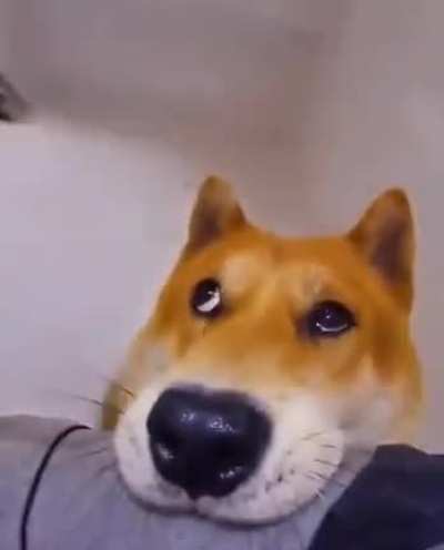 pov: eres un lindo perro