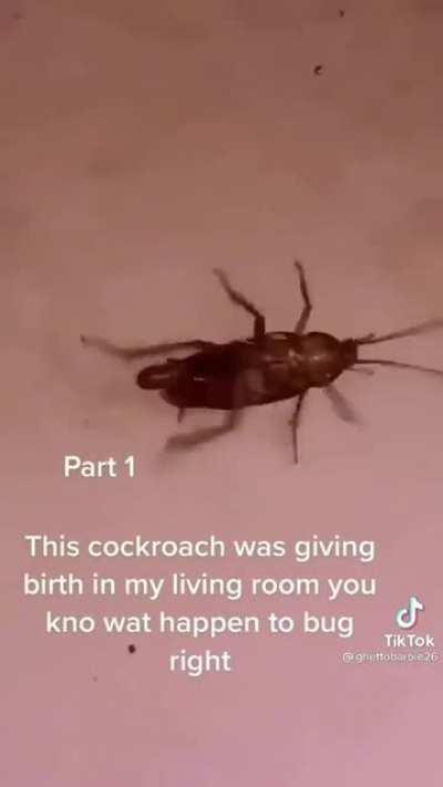 💪 Ar*ps and Persians; Tuckroaches 🤢