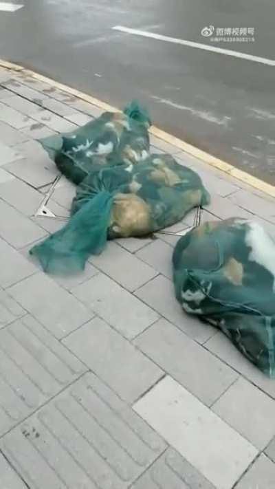 in the city of shanghai, the authorities believe it is convenient to do this to pets in the name of covid, I have no words