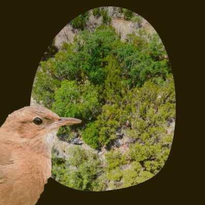 Mientras tanto... en casa del hornero