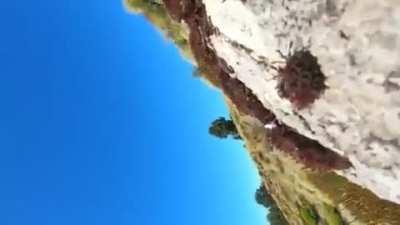 parrot steals camera and flies away