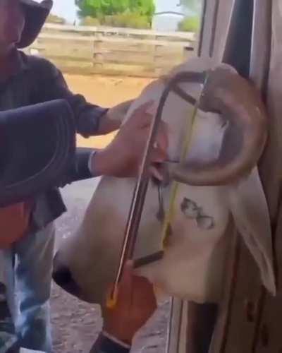 Bull saved from a deformed horn👏