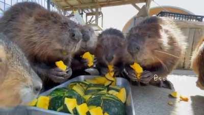 This is what Beavers sound like while eating.